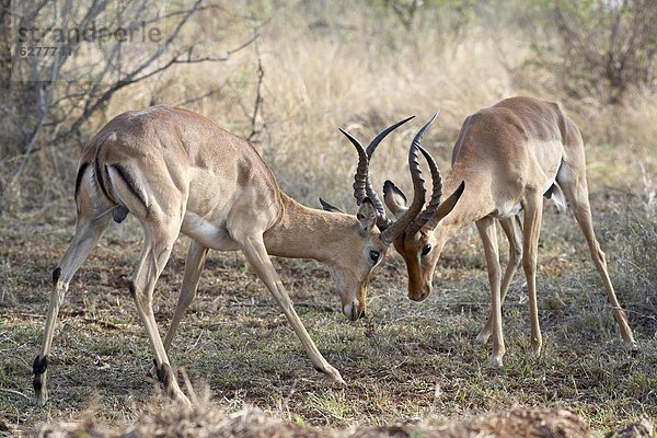 Südliches Afrika  Südafrika  Impala  Aepyceros melampus  Kampf  2  Kruger Nationalpark  Afrika