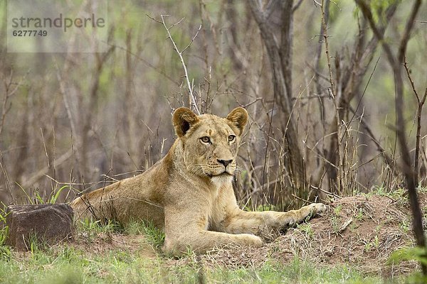 Südliches Afrika  Südafrika  Kruger Nationalpark  Afrika