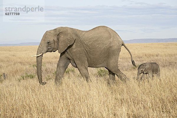 Ostafrika  Tag  Elefant  2  Masai Mara National Reserve  Mutter - Mensch  Afrika  Baby  Kenia  alt