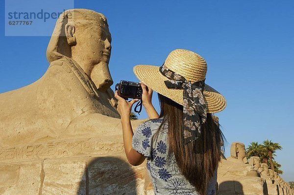 Nordafrika  Fotografie  nehmen  Weg  Tourist  UNESCO-Welterbe  Afrika  Ägypten  Luxor  Sphinx