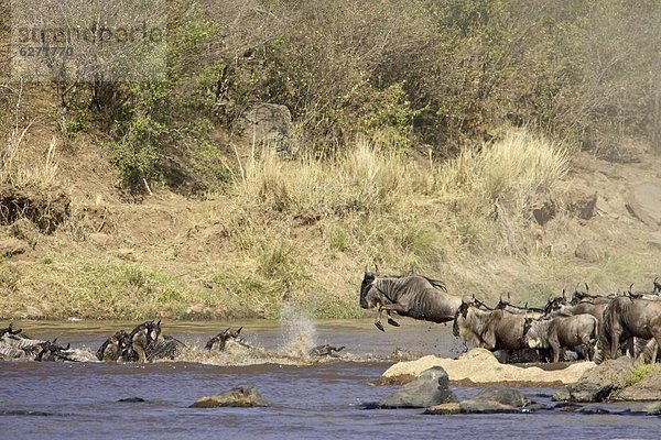 Ostafrika  Pampashase  Dolichotis patagonum  überqueren  Herde  Herdentier  Fluss  blau  Gnu  Masai Mara National Reserve  Afrika  Kenia