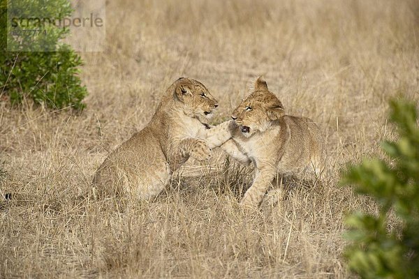 Ostafrika  Raubkatze  Löwe  Panthera leo  2  Jungtier  Masai Mara National Reserve  Afrika  Kenia  Löwe - Sternzeichen  spielen