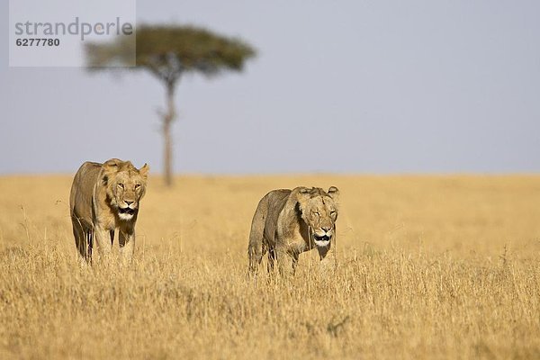 Ostafrika  Raubkatze  2  jung  Masai Mara National Reserve  Afrika  Kenia  Löwe - Sternzeichen