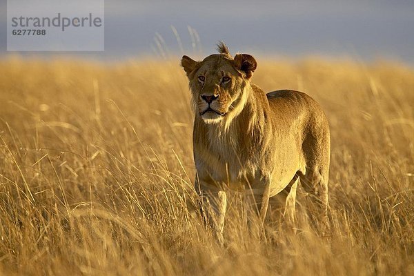Ostafrika  Raubkatze  Löwe  Panthera leo  Morgen  Beleuchtung  Licht  früh  jung  Masai Mara National Reserve  Afrika  Kenia  Löwe - Sternzeichen