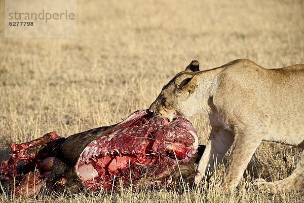 Ostafrika  Raubkatze  Löwe  Panthera leo  essen  essend  isst  Masai Mara National Reserve  Afrika  Kenia  Löwe - Sternzeichen  Gnu