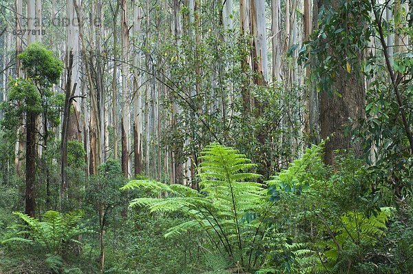 Pazifischer Ozean  Pazifik  Stiller Ozean  Großer Ozean  Victoria  Australien  Regenwald