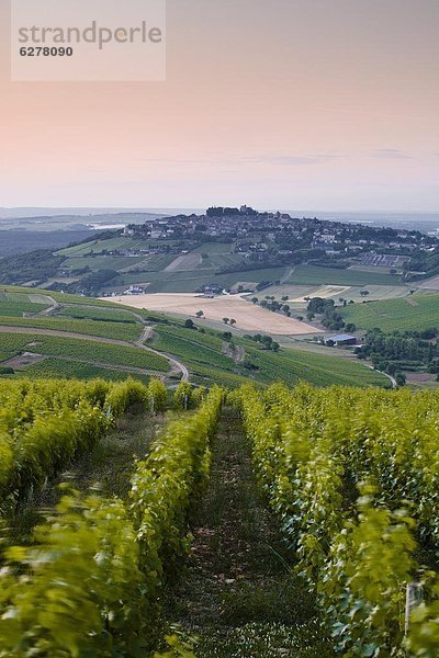 Frankreich  Europa  sehen  Dorf  Reihe  Loiretal  Reben