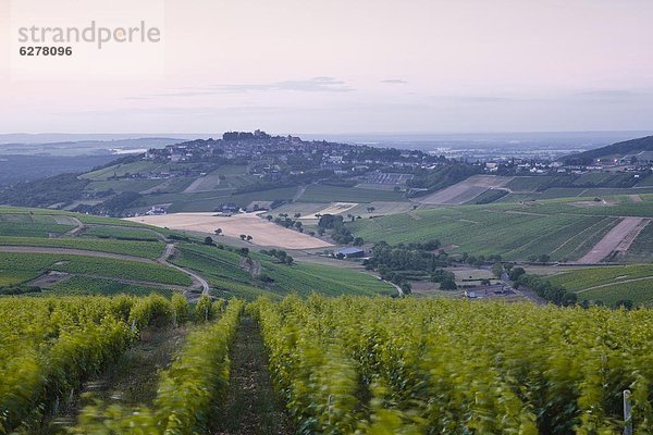 Frankreich  Europa  Sonnenaufgang  Weinberg  Loiretal