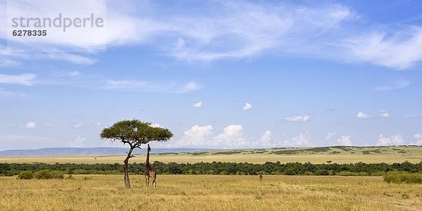 Ostafrika  Pampashase  Dolichotis patagonum  Giraffe  Giraffa camelopardalis  Naturschutzgebiet  Afrika  grasen  Kenia  Masai