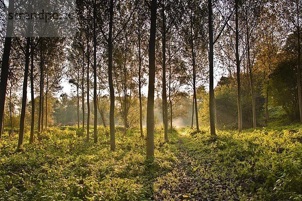 Frankreich  Europa  Morgen  Baum  Beleuchtung  Licht  Plantage  Loire  Loiretal  Hobel