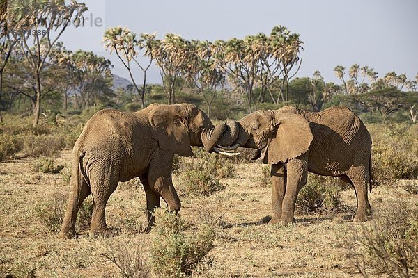 Ostafrika  Kampf  Elefant  2  Afrika  Kenia