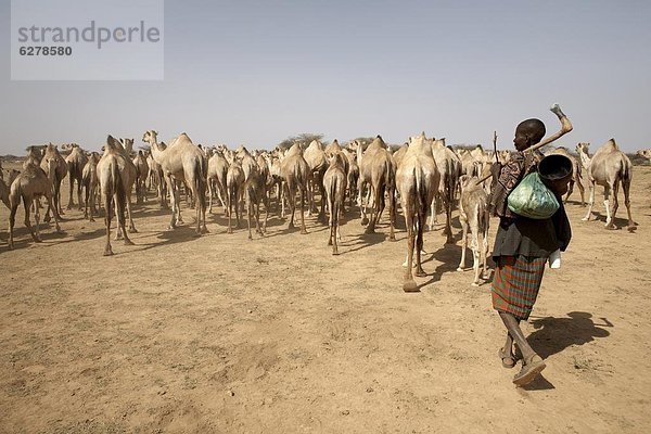Nomadische Kamel Hirten führen ihrer Herde zu einem Wasserloch im ländlichen Afrika in Somaliland  Nordsomalia