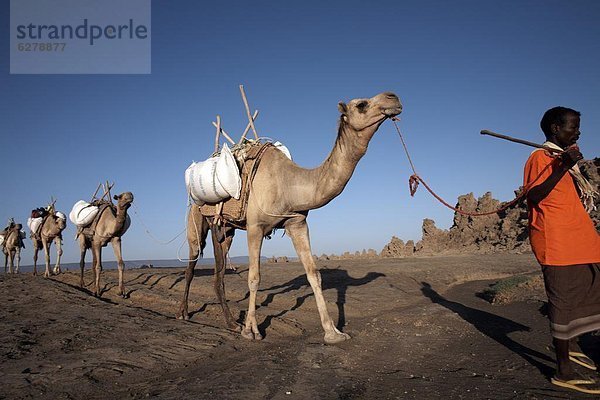 Lokale Nomaden fahren Kamele über die trostlose Landschaft Lac Abbe  Dschibuti  Afrika