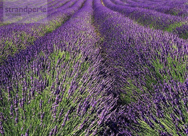 nahe  Frankreich  Europa  grün  lila  Feld  Provence - Alpes-Cote d Azur  Ackerfurche  Apt  Lavendel