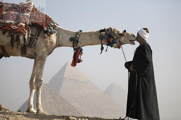 Nordafrika  Kairo  Hauptstadt  Führung  Anleitung führen  führt  führend  UNESCO-Welterbe  Afrika  Beduine  Kamel  Ägypten