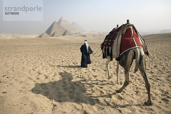 pyramidenförmig  Pyramide  Pyramiden  Nordafrika  Kairo  Hauptstadt  Führung  Anleitung führen  führt  führend  nähern  UNESCO-Welterbe  Afrika  Beduine  Kamel  Ägypten  Gise