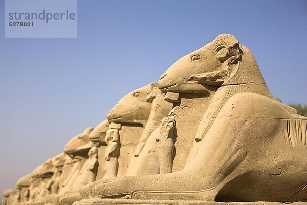 Nordafrika  hoch  oben  führen  Verkehrshütchen  Leitkegel  UNESCO-Welterbe  Afrika  Ägypten  Karnak