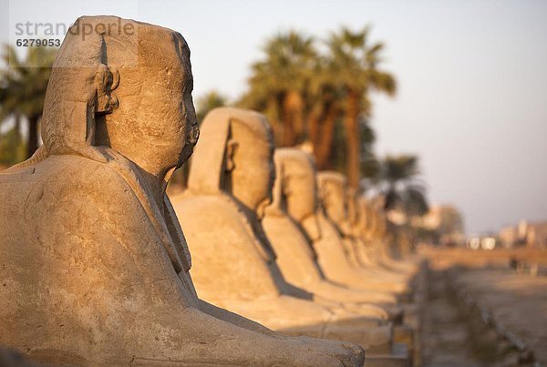 Luxor-Tempel  Luxor  Theben  UNESCO World Heritage Site  Ägypten  Nordafrika  Afrika