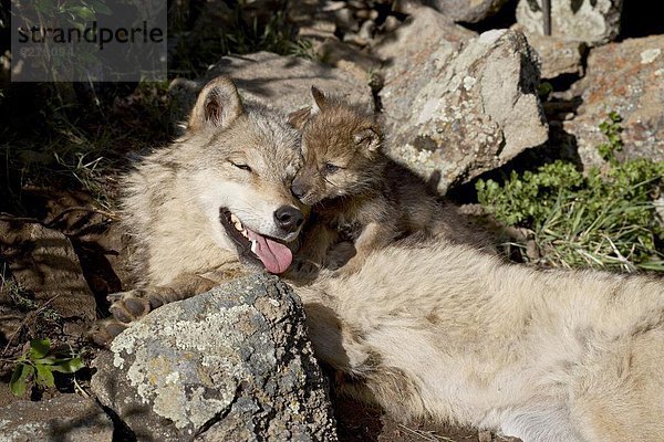 Grauwolf Canis lupus pambasileus Amerika Nordamerika Verbindung Welpe Gefangenschaft Mutter - Mensch