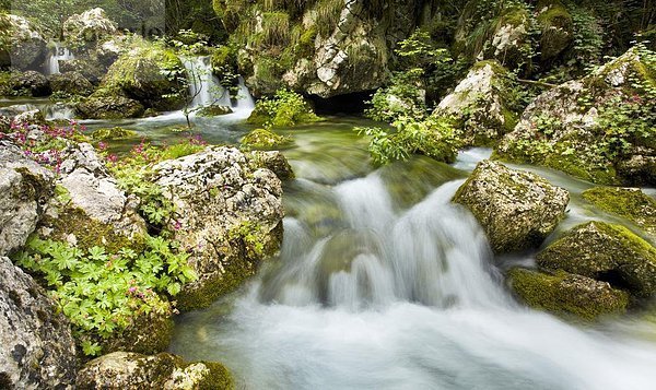 Europa  Vitalität  grün  Berg  Slowenien