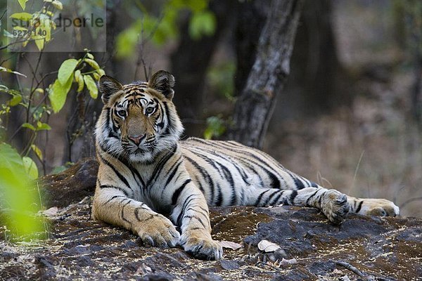 Indischer Tiger (Königstiger) (Panthera Tigris Tigris)  staatliche Bandhavgarh Nationalpark  Madhya Pradesh  Indien  Asien