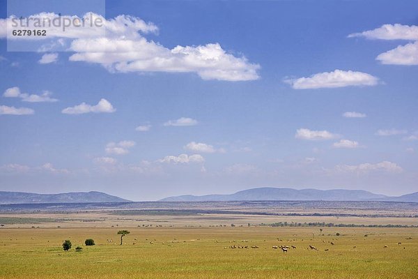 Ostafrika  Pampashase  Dolichotis patagonum  klar  Leierantilope  Damaliscus lunatus  Afrika  Antilope  Kenia  Masai  Zebra