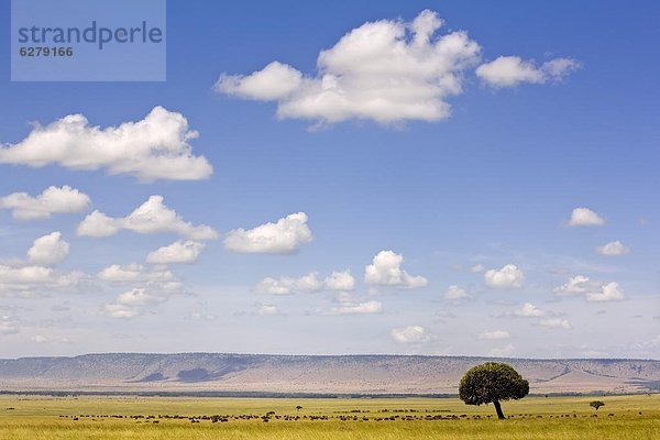 Ostafrika  Pampashase  Dolichotis patagonum  leer  klar  Herde  Herdentier  Büffel  Afrika  Kenia  Masai