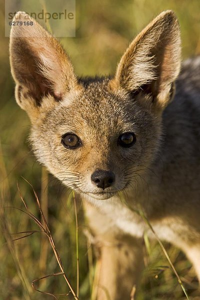 Ostafrika  Pampashase  Dolichotis patagonum  Neugier  schwarz  Rückansicht  Mut  Naturschutzgebiet  Afrika  junges Raubtier  junge Raubtiere  Schakal  Kenia  Masai