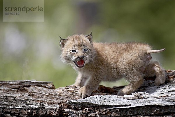 Vereinigte Staaten von Amerika USA Nordamerika Gefangenschaft Eurasien Baby Luchs lynx lynx