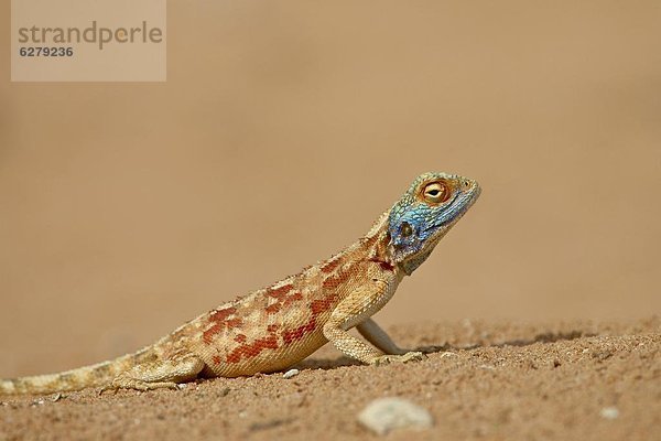 Südliches Afrika  Südafrika  Nostalgie  Kalahari  Afrika