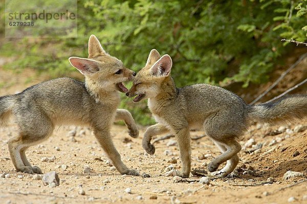 Südliches Afrika  Südafrika  Nostalgie  Welpe  Kalahari  Afrika  Fuchs  spielen