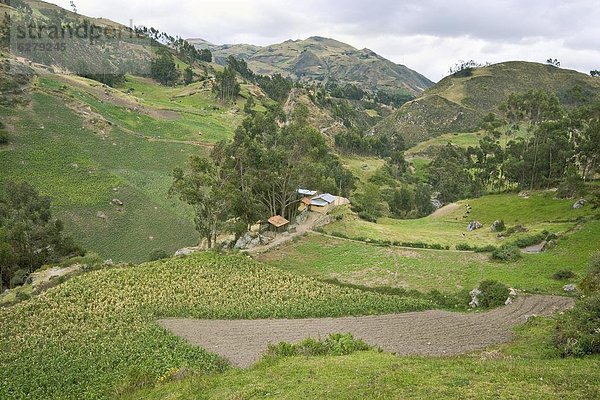 Mais Zuckermais Kukuruz nahe Mensch Menschen Bauernhof Hof Höfe Ruine Feld Ethnisches Erscheinungsbild Ecuador Inka Mais Südamerika