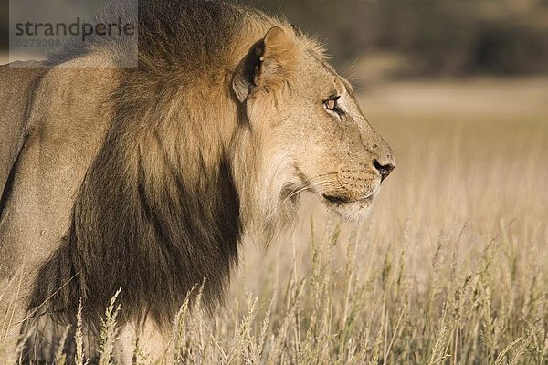 Südliches Afrika  Südafrika  Afrika