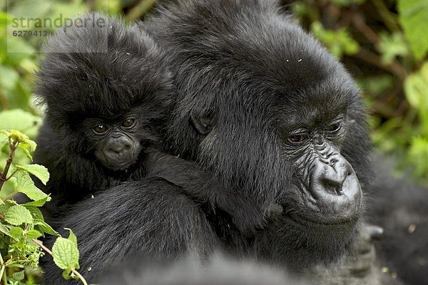 Berg  festhalten  Säuglingsalter  Säugling  Afrika  Gorilla  Ruanda