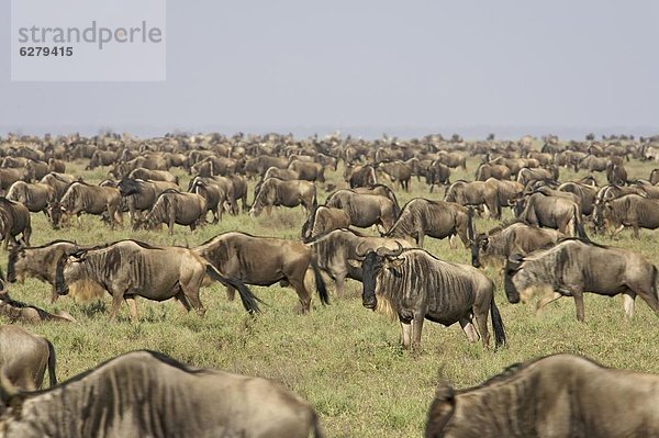 Ostafrika  Herde  Herdentier  blau  Gnu  Serengeti Nationalpark  Afrika  Tansania
