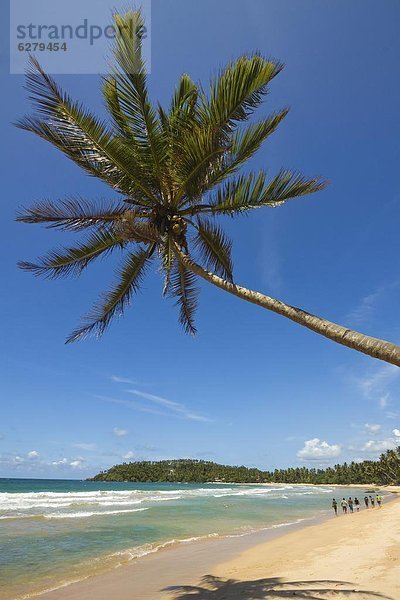 Strand  Baum  Palme  Asien  Sri Lanka  Brandung  Schiffswache  Wal