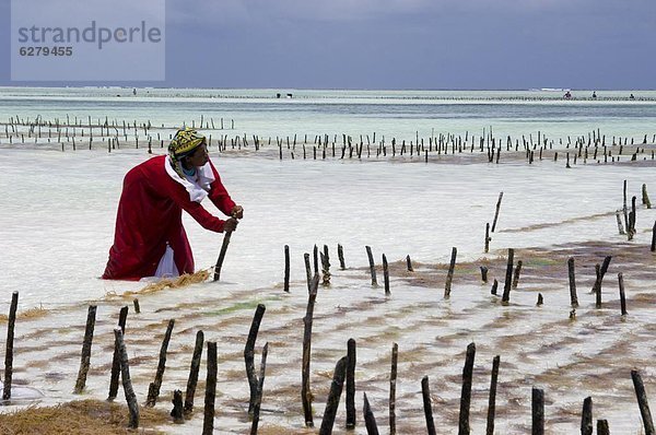 Eine Frau  die Ernten der Algen in einem der Unterwasser-Farmen  Paje  Zanzibar  Tansania  Ostafrika  Afrika