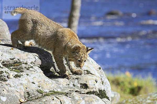 Vereinigte Staaten von Amerika  USA  Nordamerika  jung  Gefangenschaft  Rotluchs  Lynx rufus  Luchs  lynx lynx  Minnesota  Sandstein