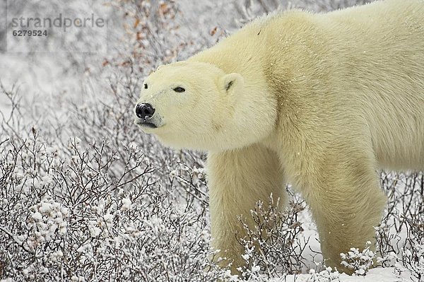 Eisbär  Ursus maritimus  zwischen  inmitten  mitten  stehend  Nordamerika  Kanada  Manitoba