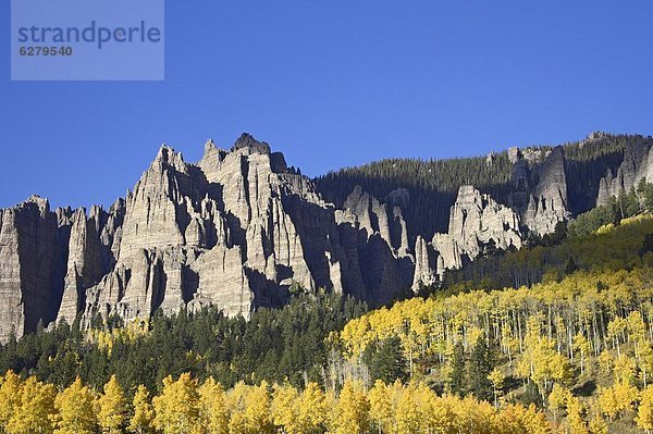 Vereinigte Staaten von Amerika  USA  Farbaufnahme  Farbe  Berg  Nordamerika  Espe  Populus tremula  immergrünes Gehölz  Colorado