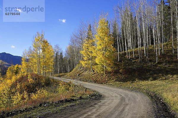 Vereinigte Staaten von Amerika  USA  Farbaufnahme  Farbe  Biegung  Biegungen  Kurve  Kurven  gewölbt  Bogen  gebogen  Fernverkehrsstraße  Nordamerika  schmutzig  Espe  Populus tremula  Colorado