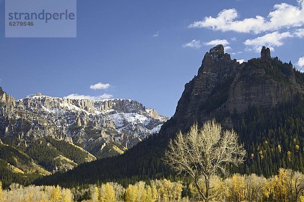 Vereinigte Staaten von Amerika  USA  Farbaufnahme  Farbe  Nordamerika  Espe  Populus tremula  Colorado