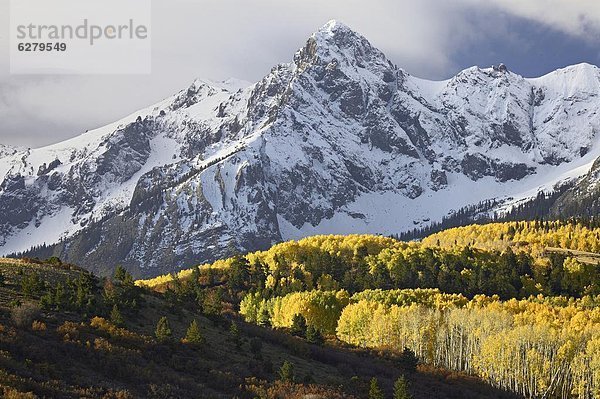Vereinigte Staaten von Amerika  USA  Farbaufnahme  Farbe  Nordamerika  Espe  Populus tremula  Mount Sneffels  Colorado