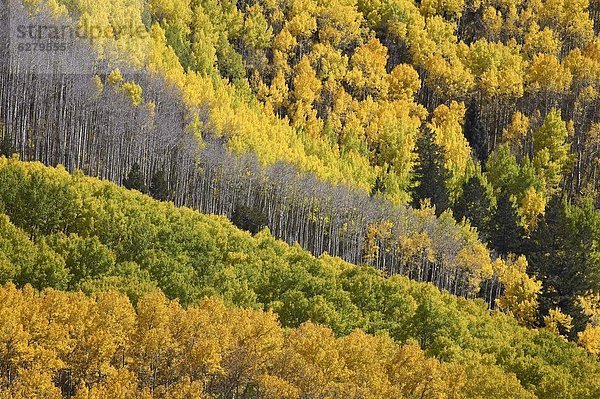 Farbaufnahme  Farbe  Nordamerika  Espe  Populus tremula  immergrünes Gehölz  Colorado