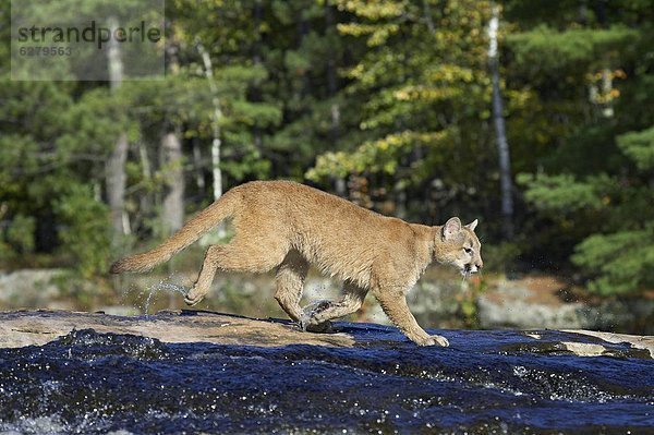 Vereinigte Staaten von Amerika  USA  Löwe  Panthera leo  überqueren  Berg  Nordamerika  Puma  Felis concolor  Berglöwe  Gefangenschaft  Minnesota  Sandstein