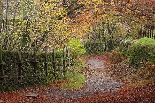 nahe  Laubwald  Europa  Großbritannien  Weg  Herbst  Cumbria  England  Wanderweg  Grasmere  Lake District