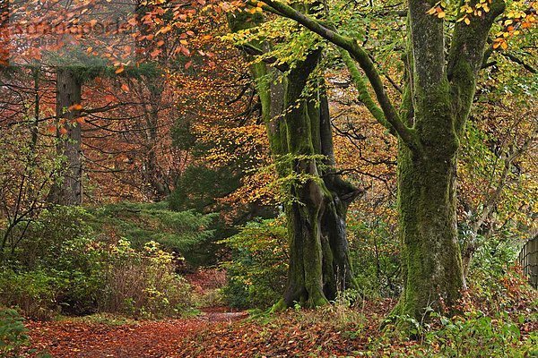 Laubwald  Farbe  Farben  zeigen  Europa  Großbritannien  Herbst  Cumbria  England  Lake District