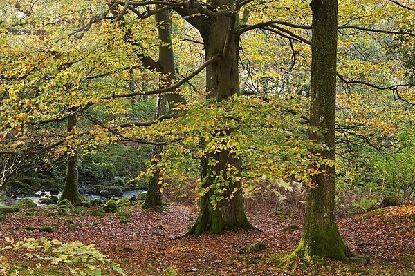 Farbaufnahme Farbe Europa Baum Großbritannien Holz Herbst Cumbria England Lake District