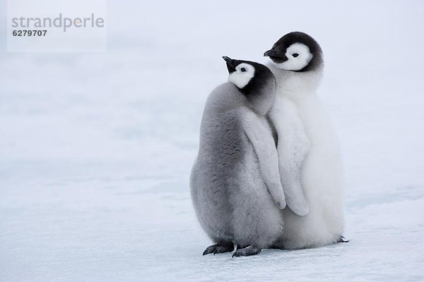 Kaiserpinguin-Küken (Aptenodytes Forsteri)  Snow Hill Island  Weddell Sea  Antarctica  Polarregionen