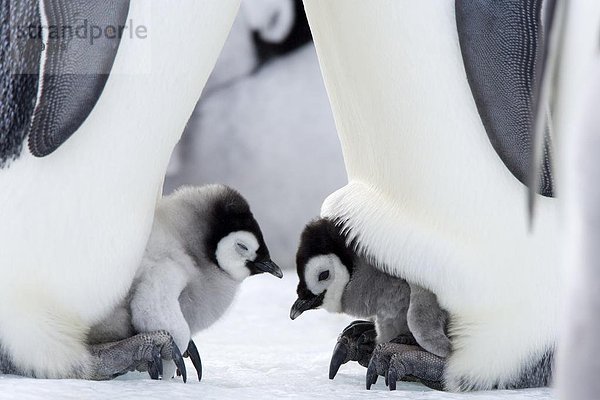 Kaiserpinguin-Küken (Aptenodytes Forsteri)  Snow Hill Island  Weddell Sea  Antarctica  Polarregionen